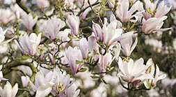 Tulip Tree in Hyde Park